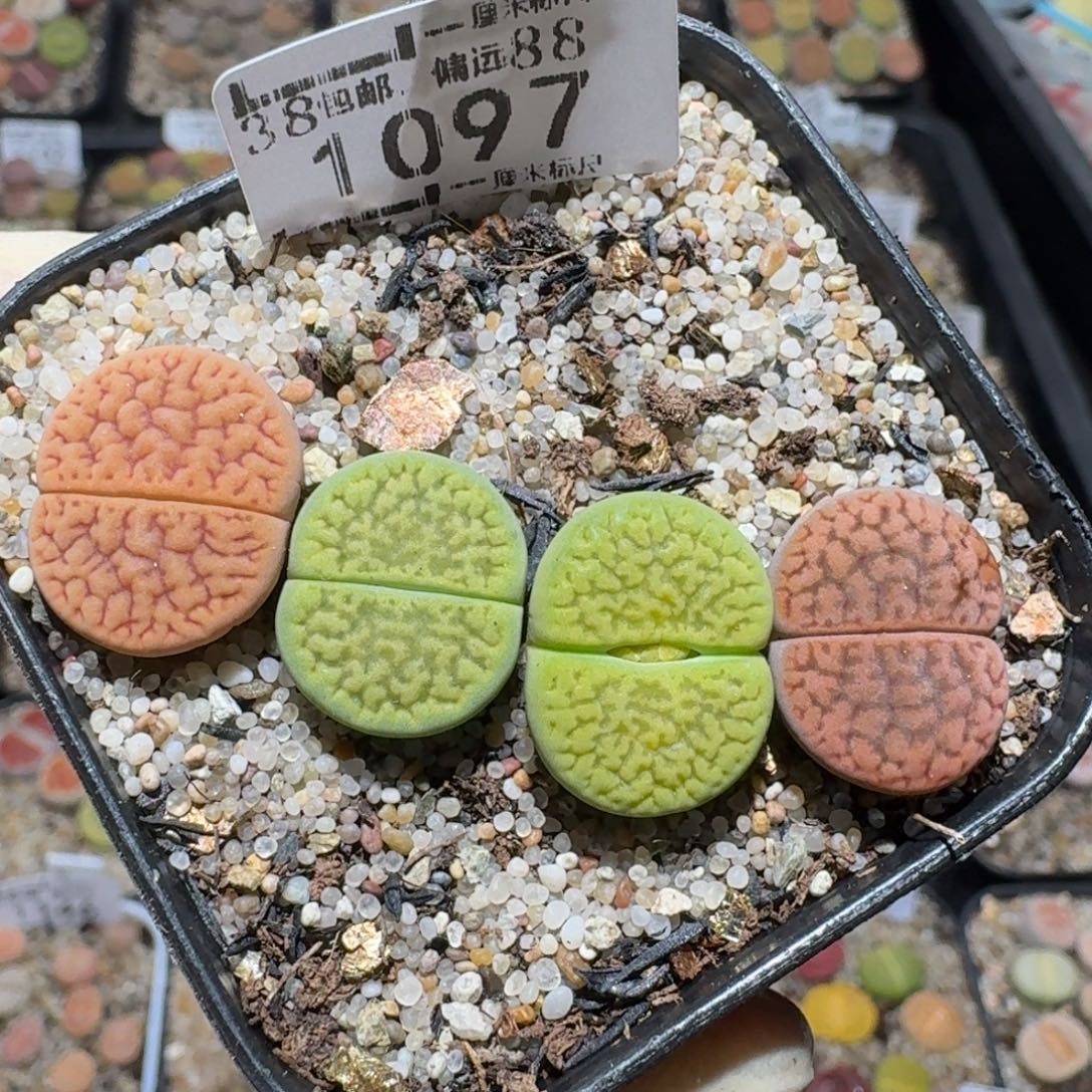 高品质生石花清清1097