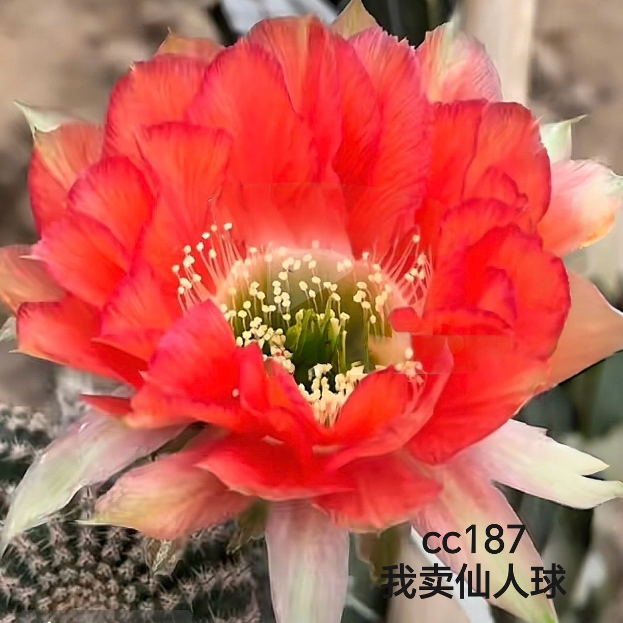 金刚302侧芽歪，满28米包邮非偏远