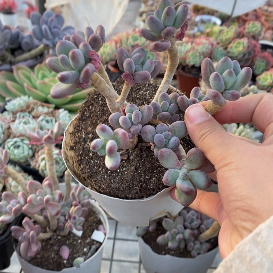 苹果奶整桩整群老桩，160杯