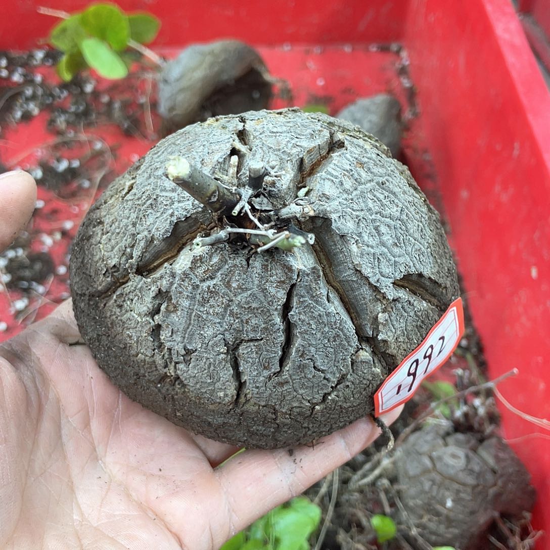 龟甲龙一物一拍1992号12cm