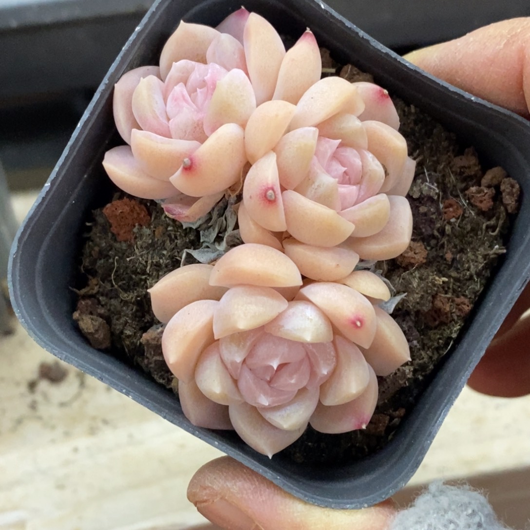 精品多肉一物一拍不包整79