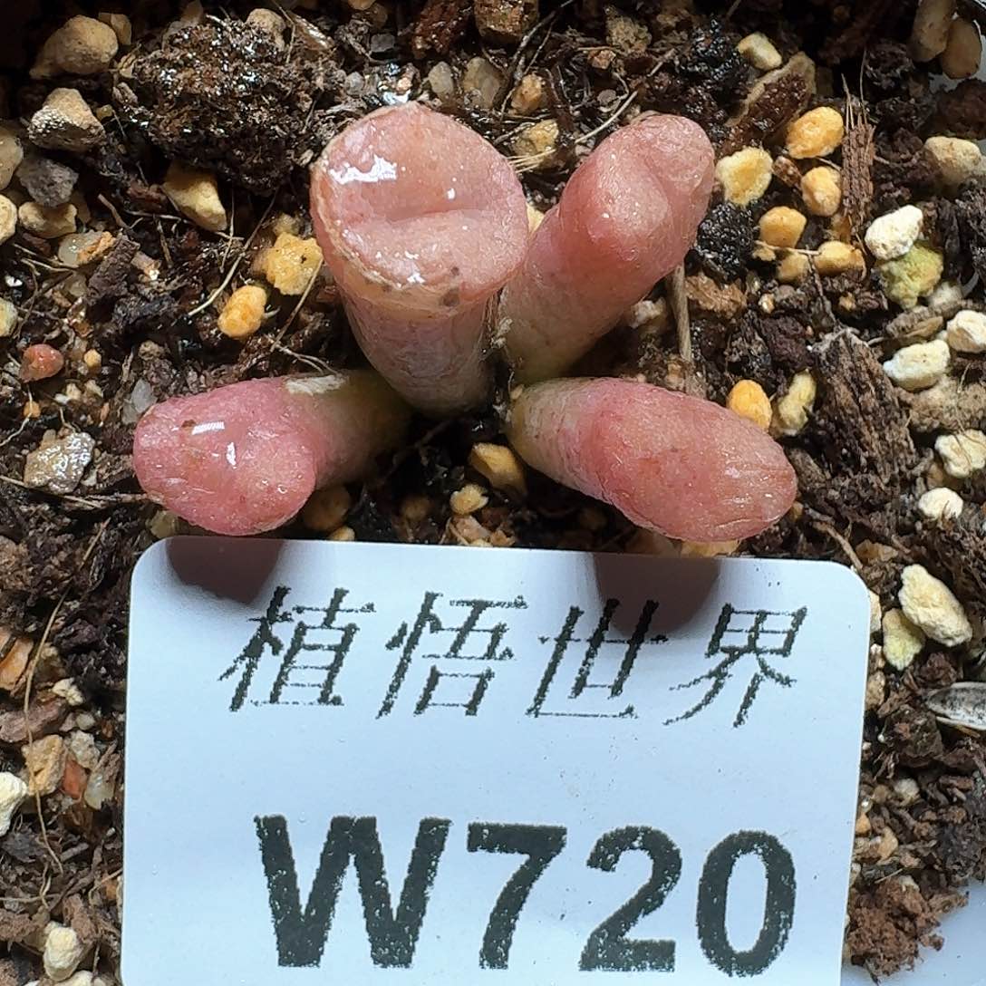 720盒多肉植物哇f v