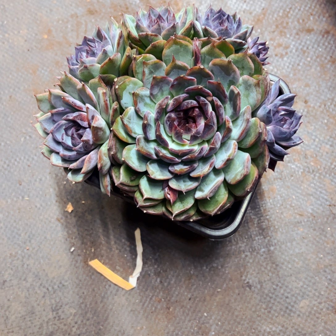 葵***花多肉植物组合盆栽