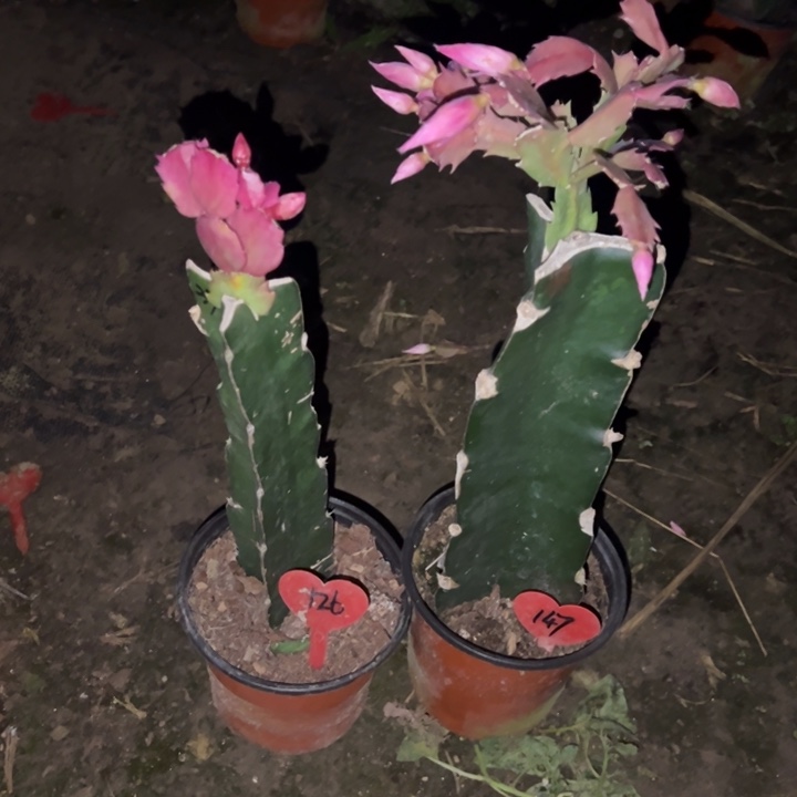 你***猜当前无花栽培后可以开花037  126  妹妹147