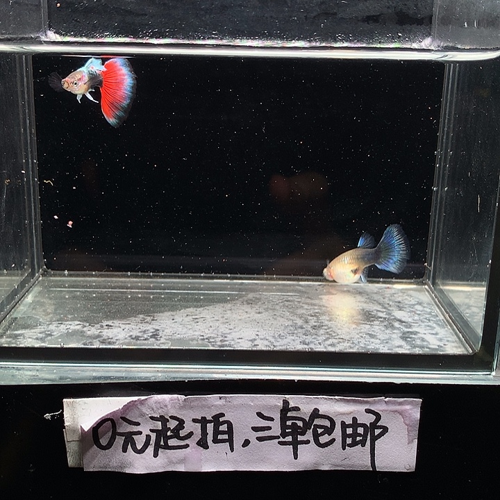 孔雀鱼亮背兰礼服跑红一对