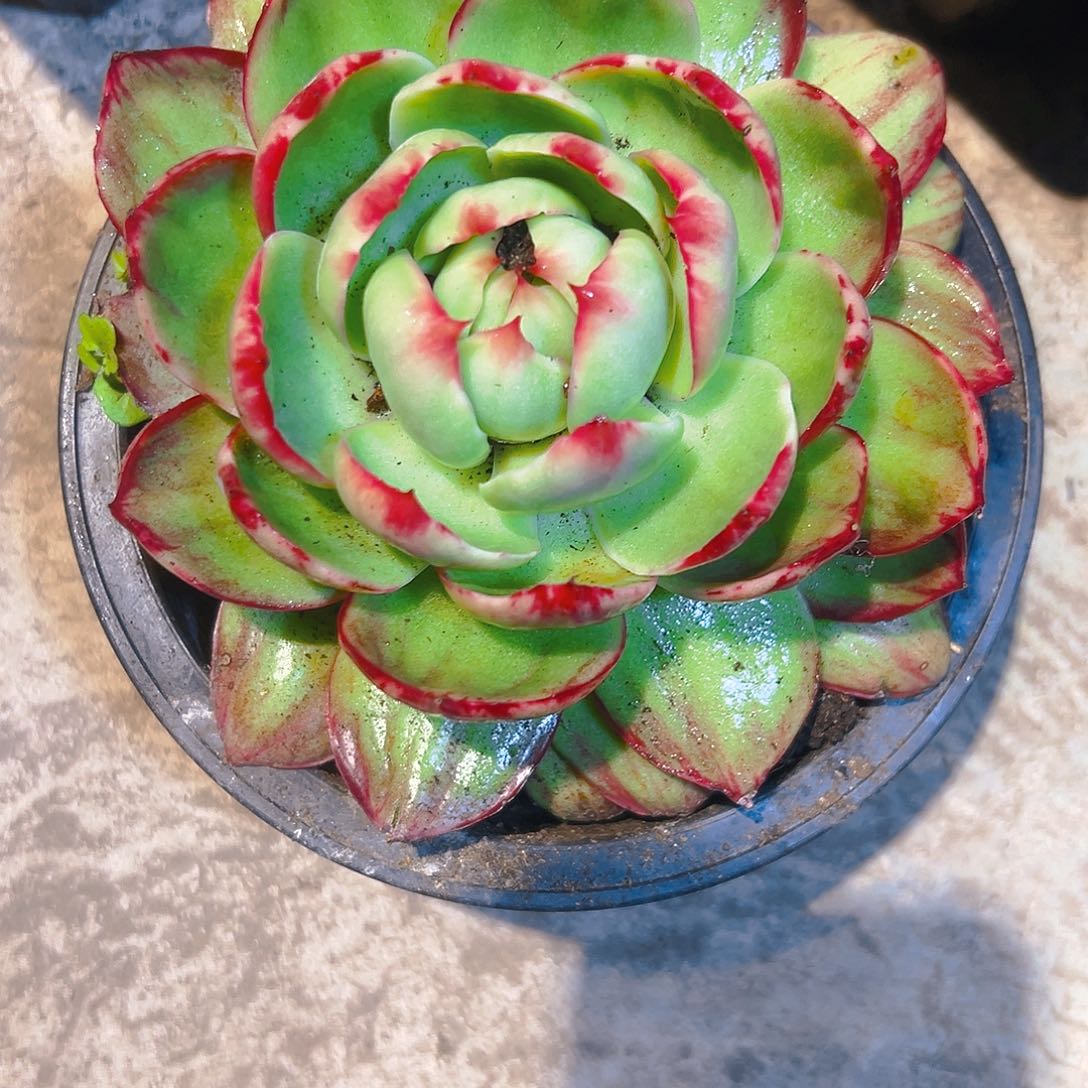 惊红多肉3456789999765444