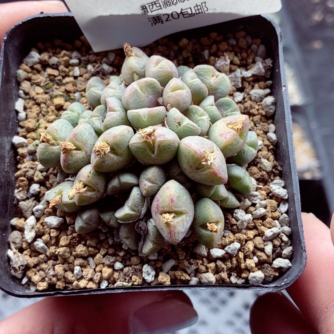 我的小姐姐们都是我的093