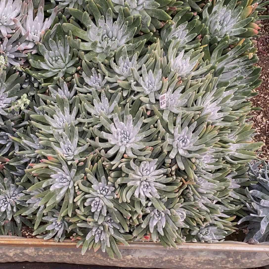 陈*太832多肉植物保护研究所所长的