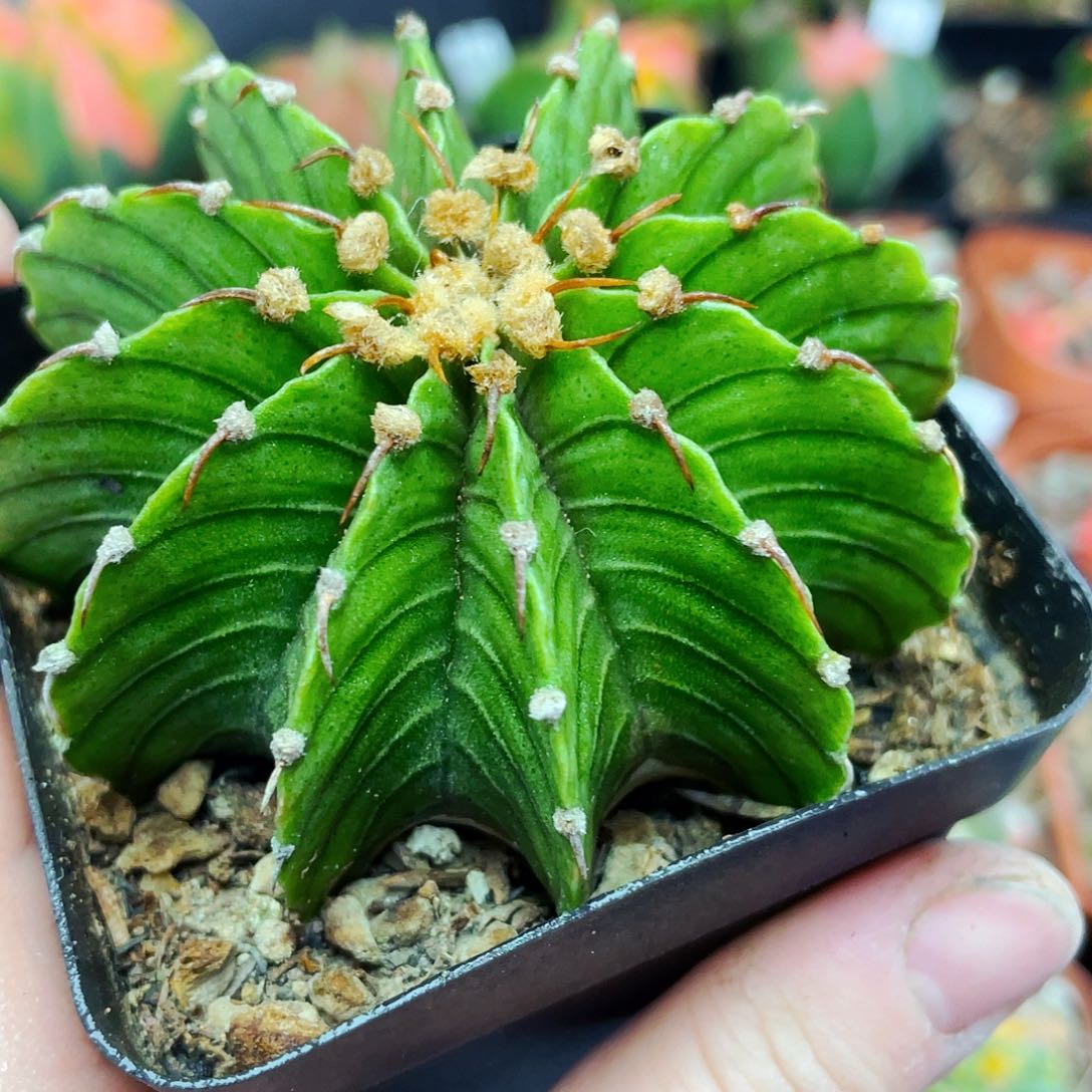 非偏远地区满25包邮仙人球