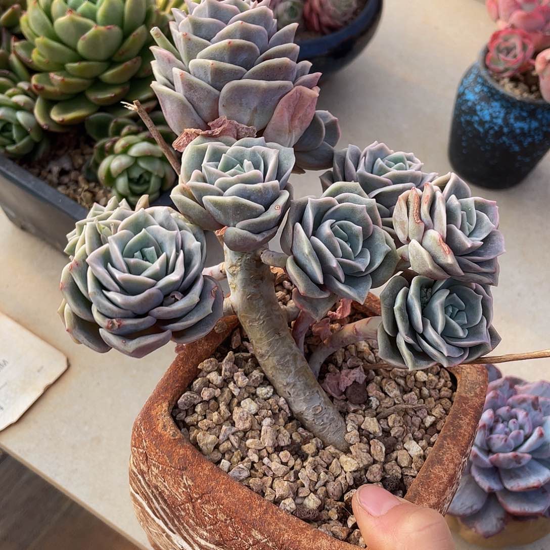 可爱玫瑰群生多肉多肉多肉