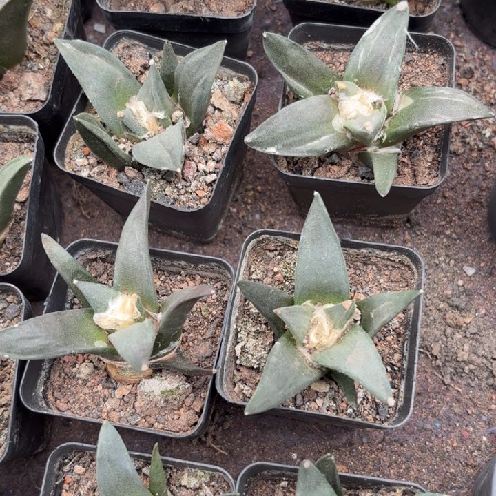 完全开放两颗实生岩牡丹