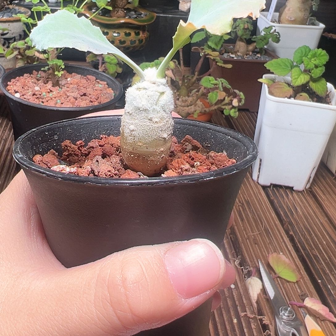 福利款雪露厚敦菊带盆发货