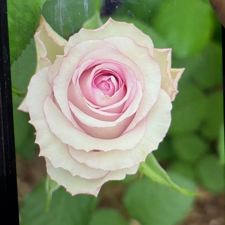 无花朵测试紫小苗