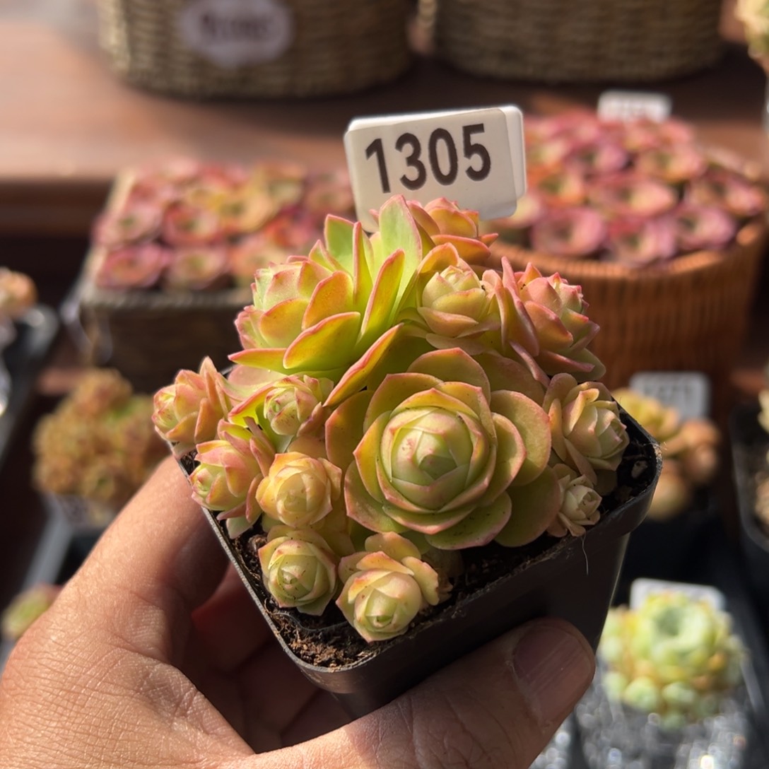 樱桃1305山地玫瑰