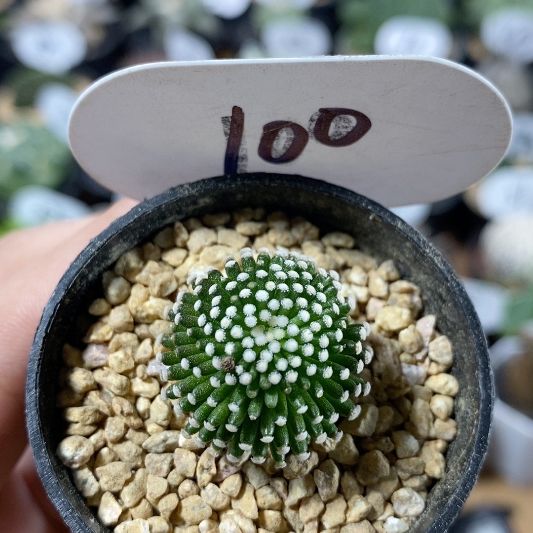 100号自根松针牡丹2.3cm