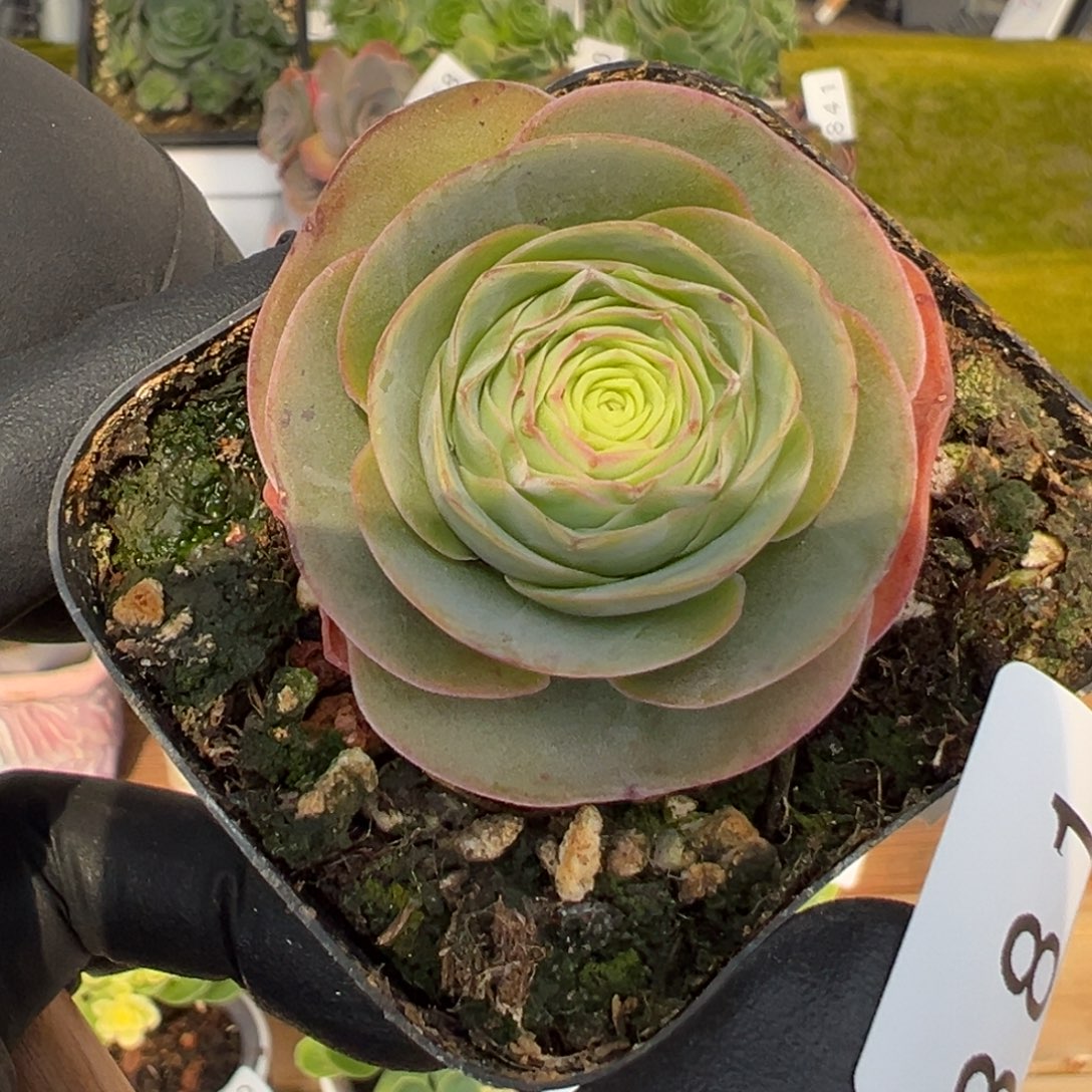 雨***舞881优选波边福利5厘米