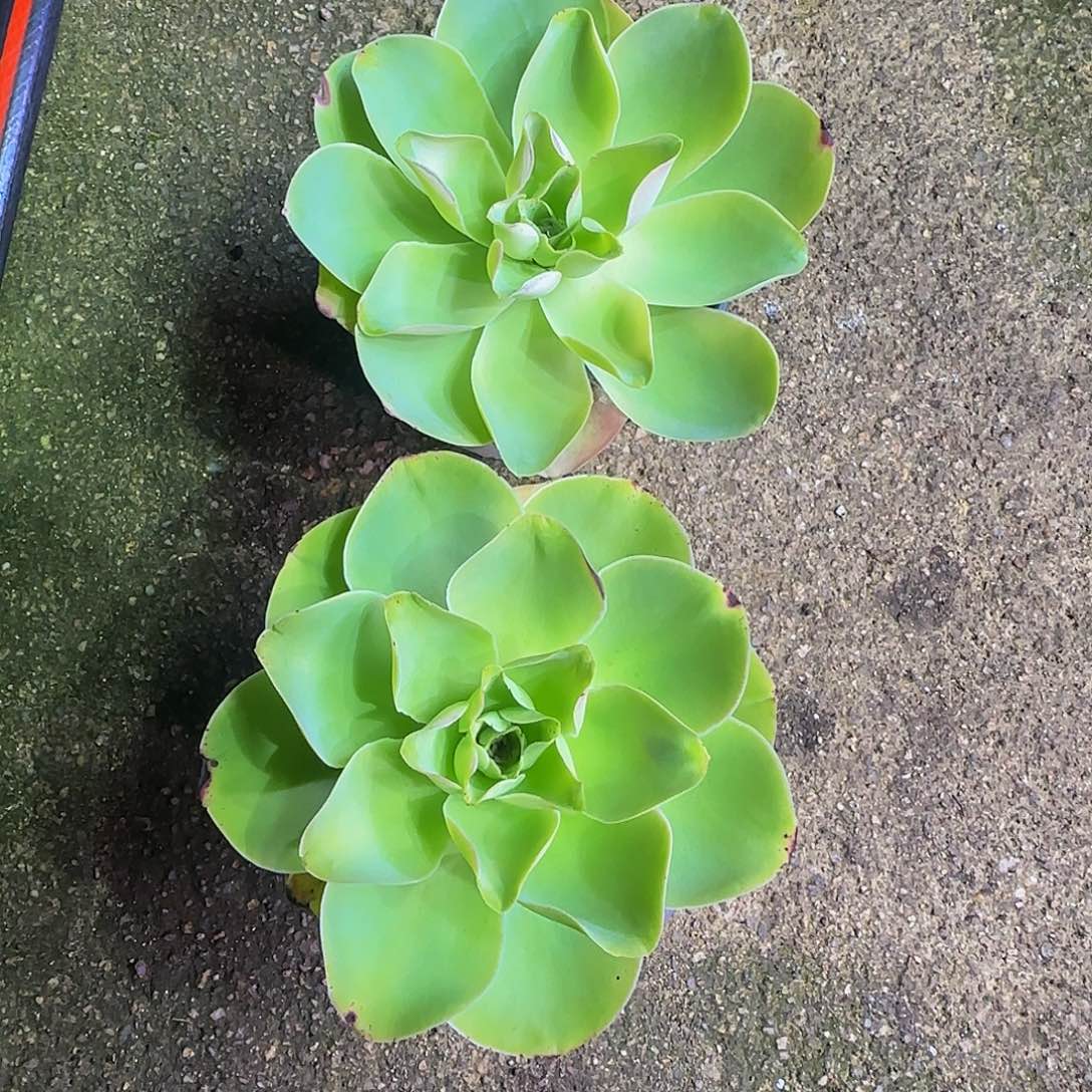 两棵 非偏远包邮玻璃心慎拍