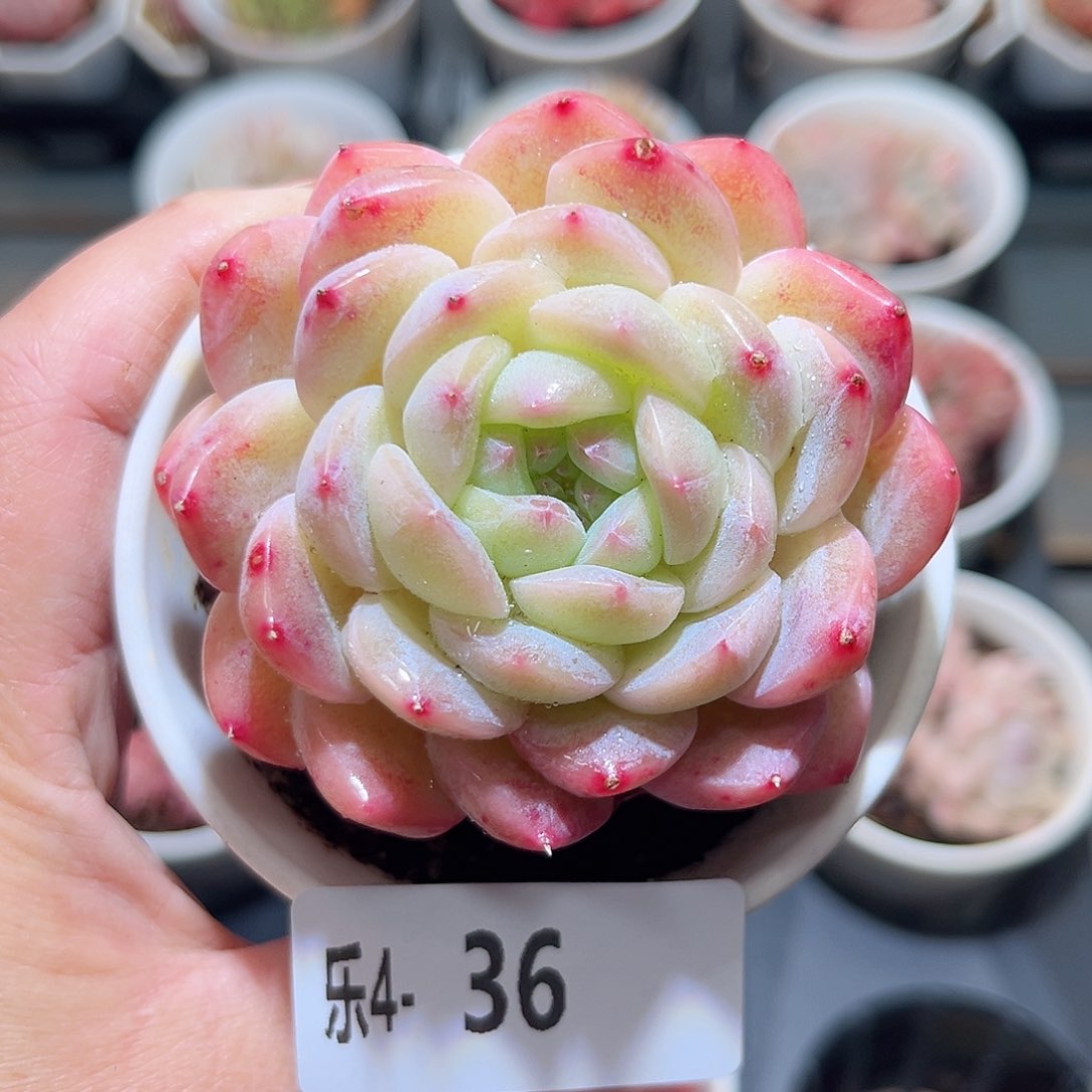 乐4-36 新品单头