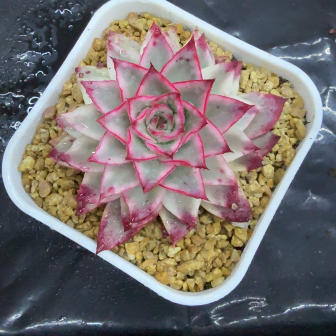 腾***店左上角吉赛尔锦，多肉锦