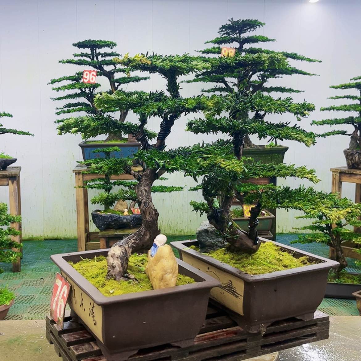 【闪购商品】无花朵