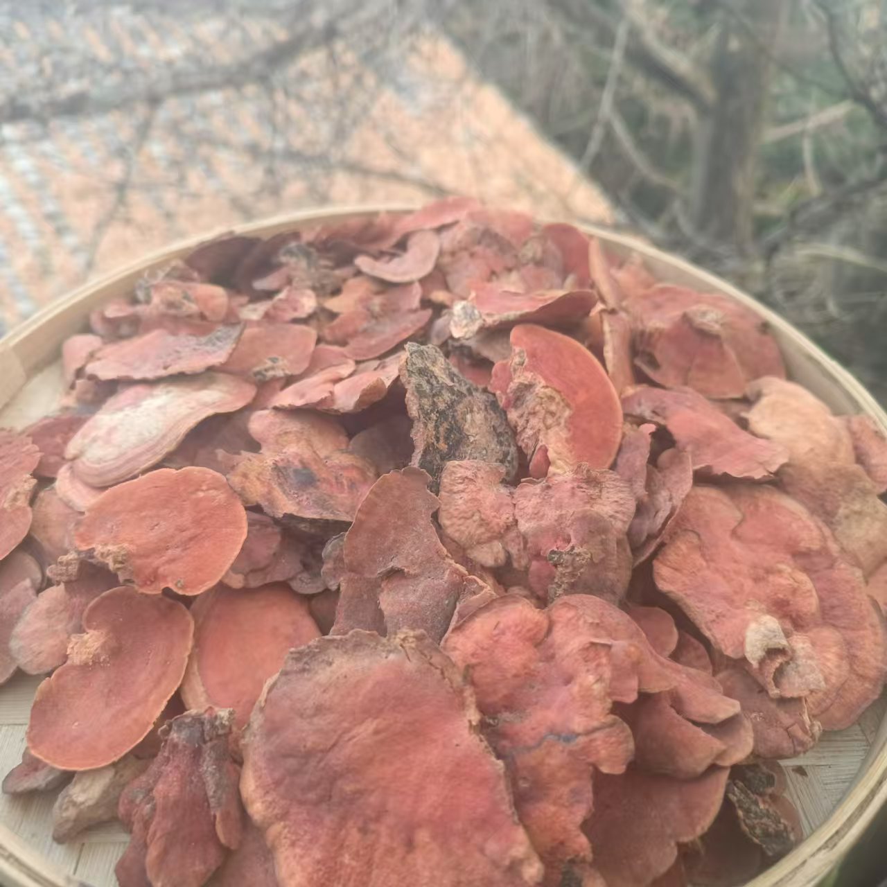 1【龙-血-林-枳】净含量：250-1000g【小田现收】参