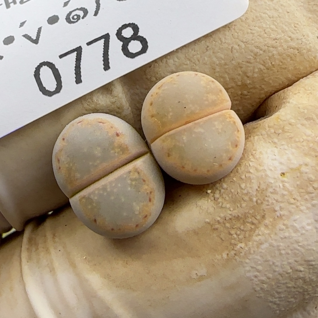 0778。ex216。黄绿饼干。