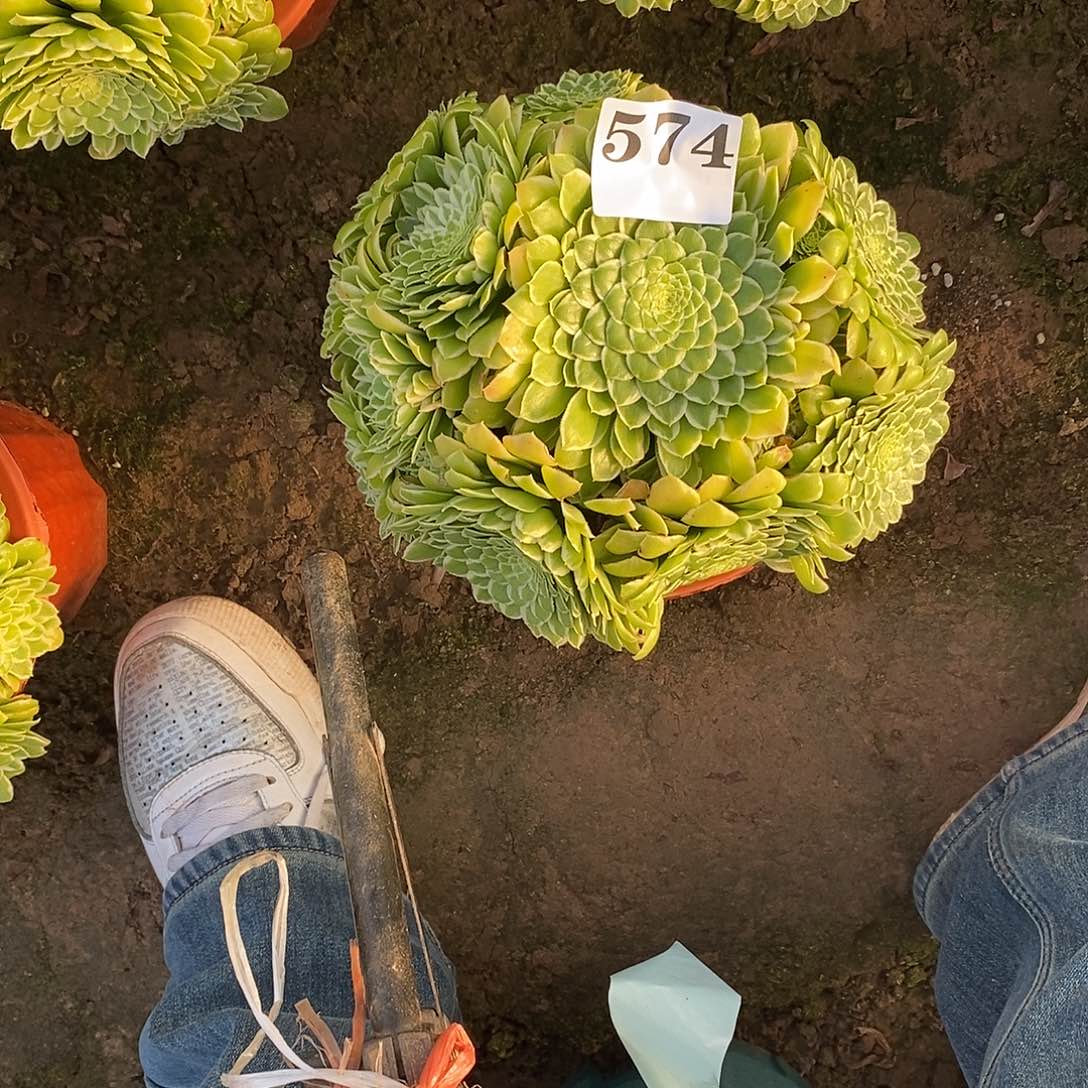 用****5翡翠冰574多肉法师植物