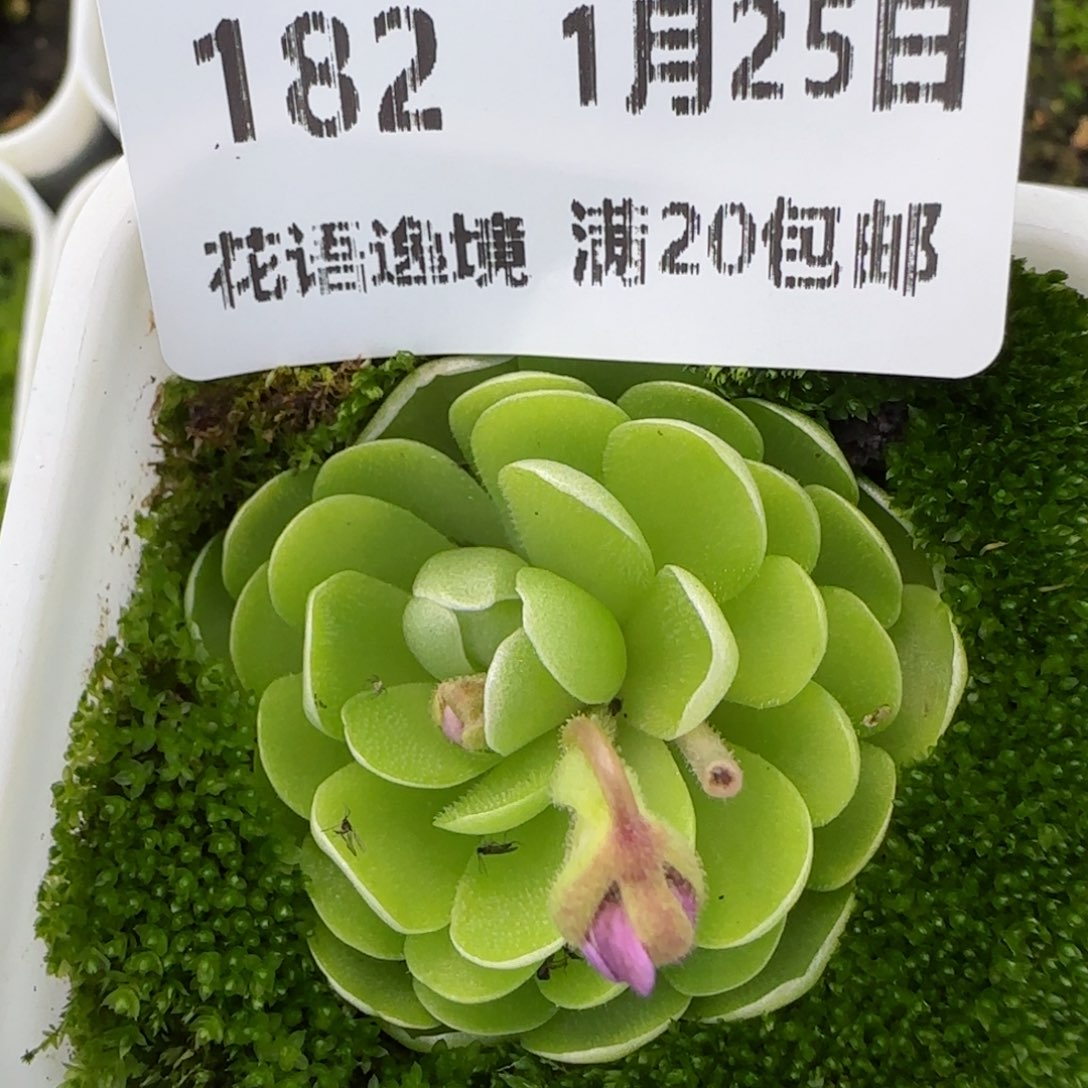花语逸镜0125-182