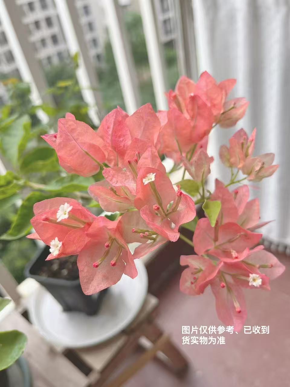 【阿奴娜】【包售后一个月】【包对版】三角梅四季开花爬藤飘枝好养护