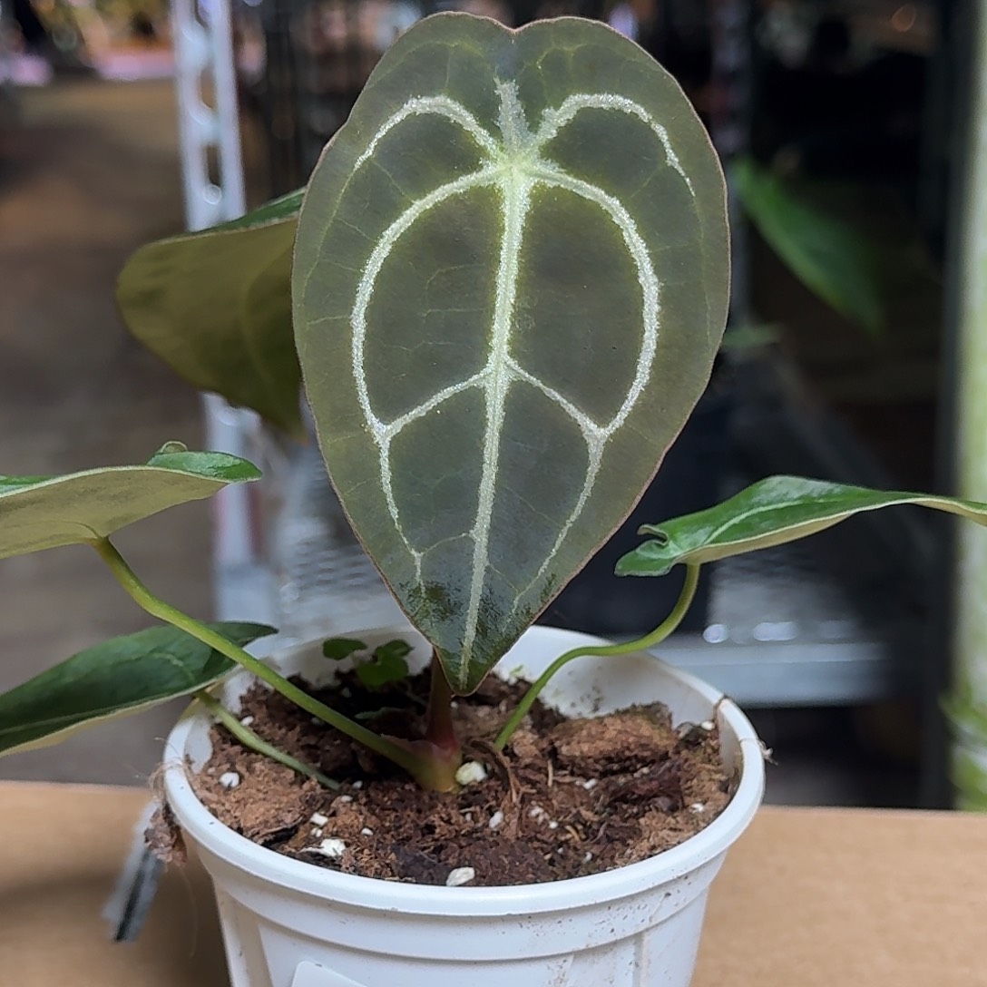 完全开放D144盾叶花烛