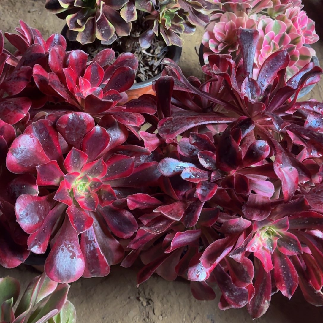 两颗长叶片美杜莎福利