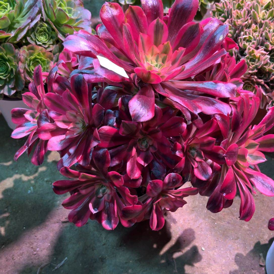 多肉植物美杜莎610