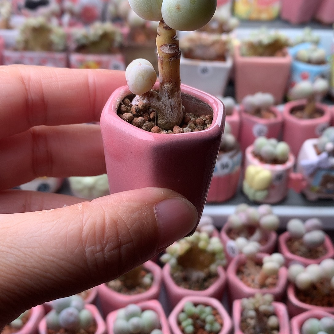 鸡蛋奶酪带盆发货
