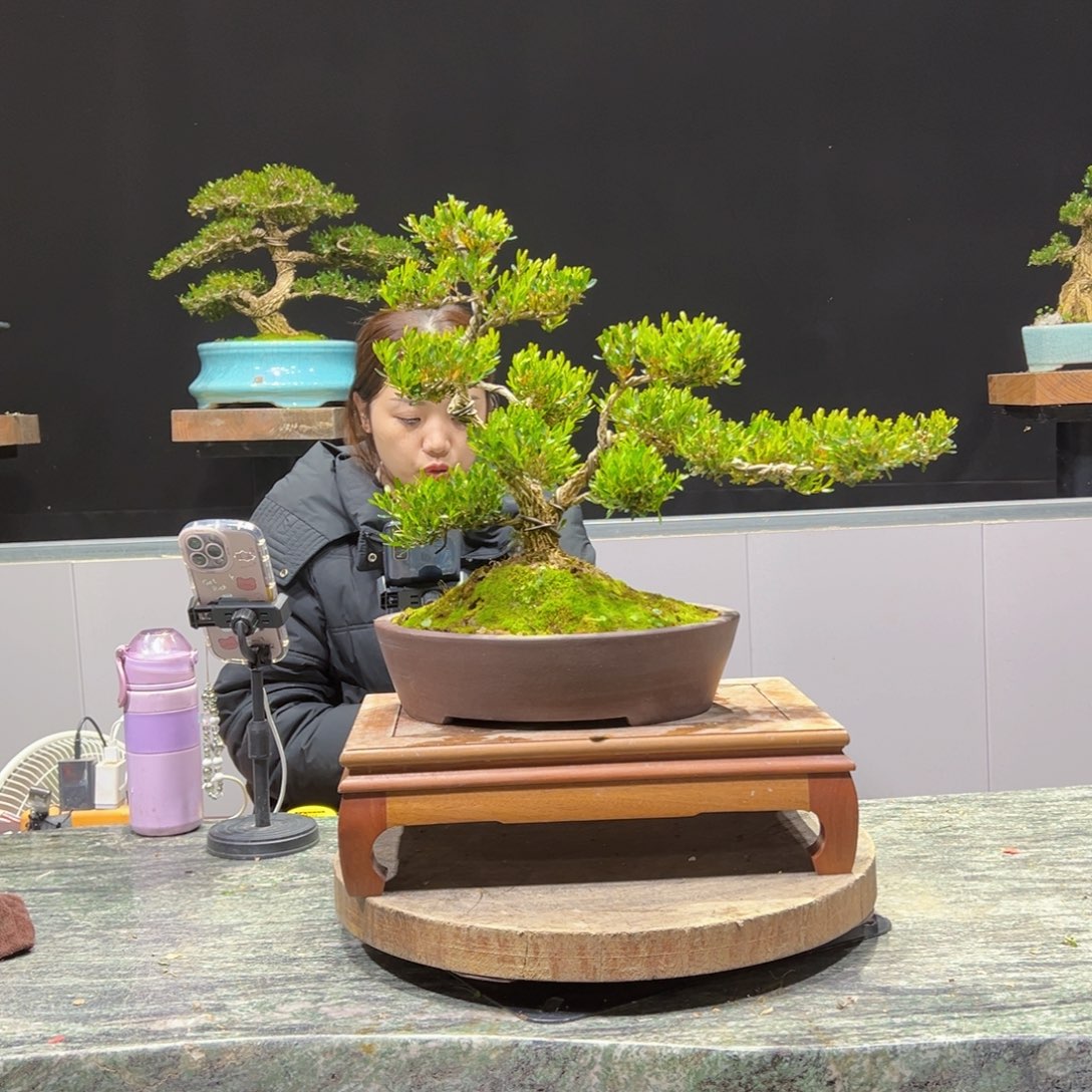 绿植黄杨盆景盆景