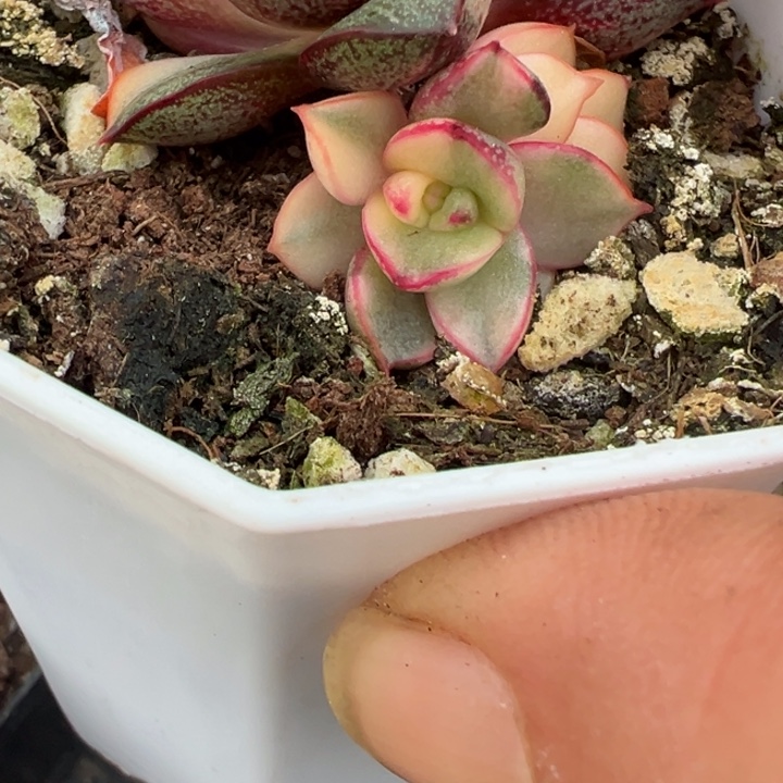 麒麟座锦多肉植物多肉植物15