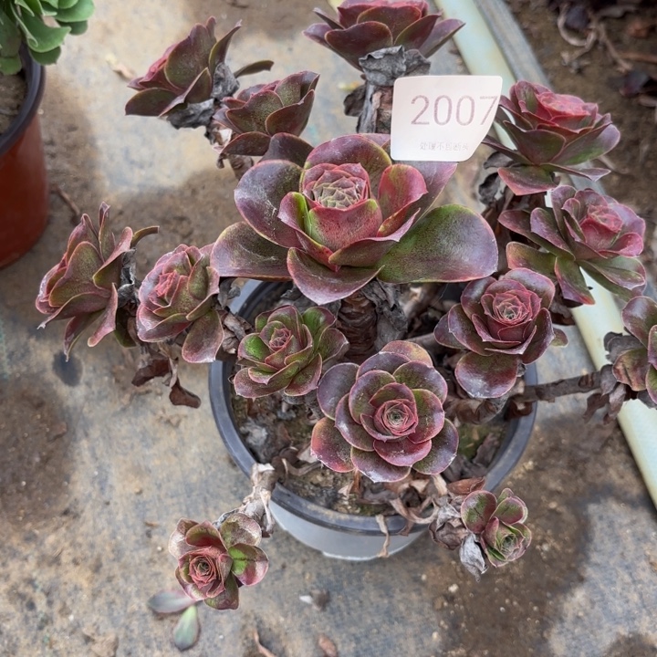 魅金玫瑰多肉处理不包断2007