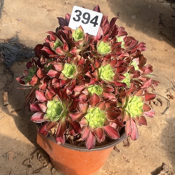 法师植物12345678