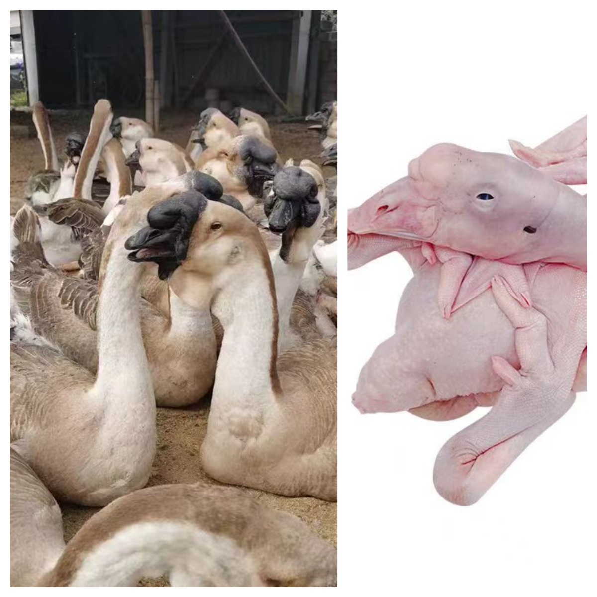 1斤左右正宗灰色特大种狮头鹅鹅肉肉质鲜美顺丰速运包邮