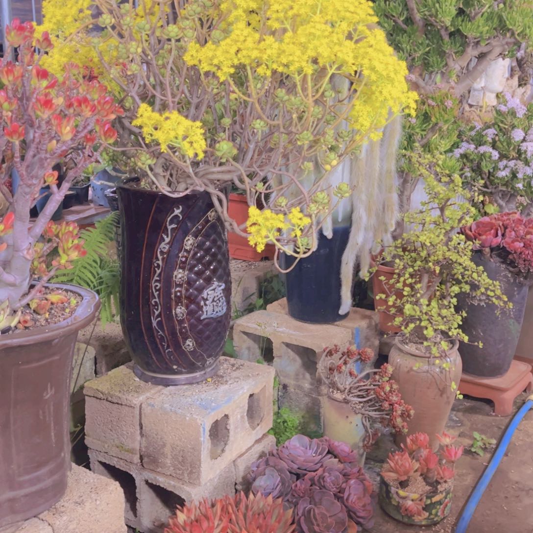 神***奇多肉植物保护研究所所长