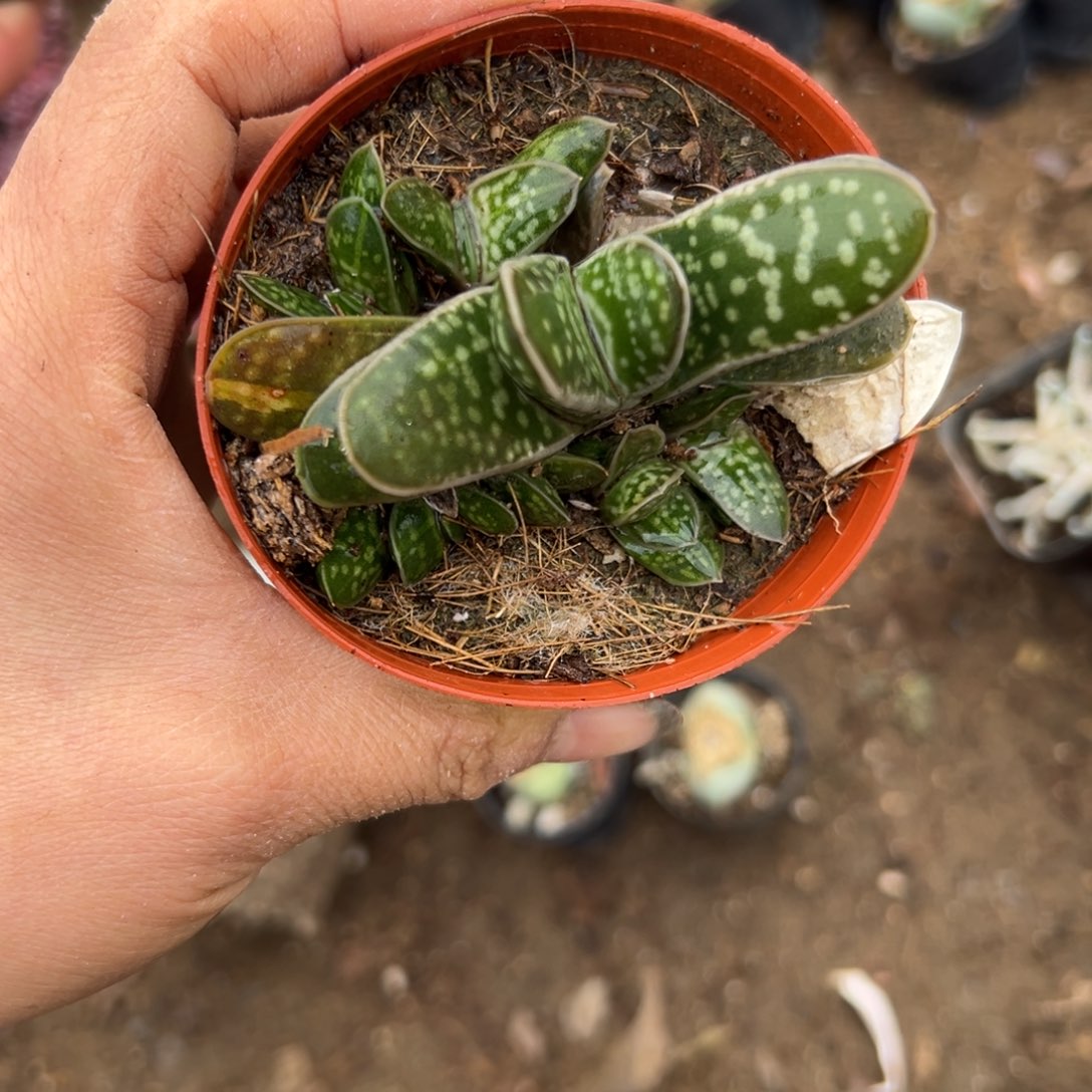 女女植物植物中央音乐学院