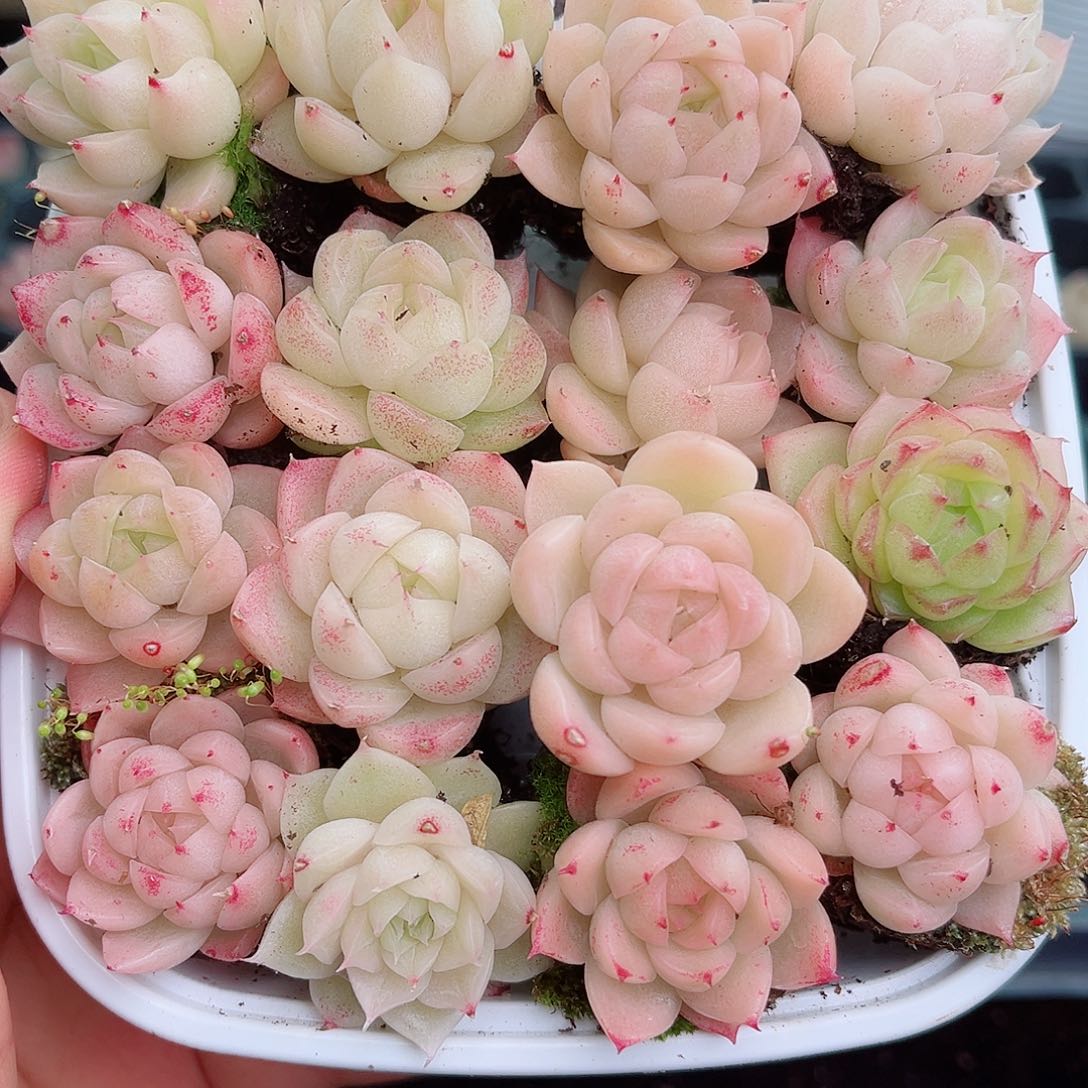 1-288 新疆西藏内蒙不发 2-3公分12.8包邮