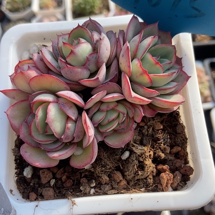 7075牡丹亭多肉植物保护