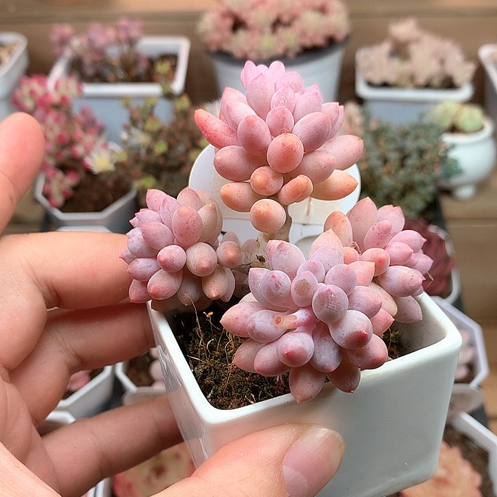 0171婴儿手指7厘米