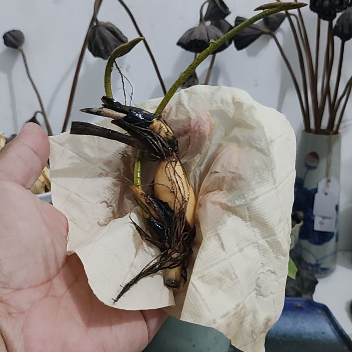 当前无花栽培后可以开花 开播福利碗莲:小三色种藕1支（无售后）