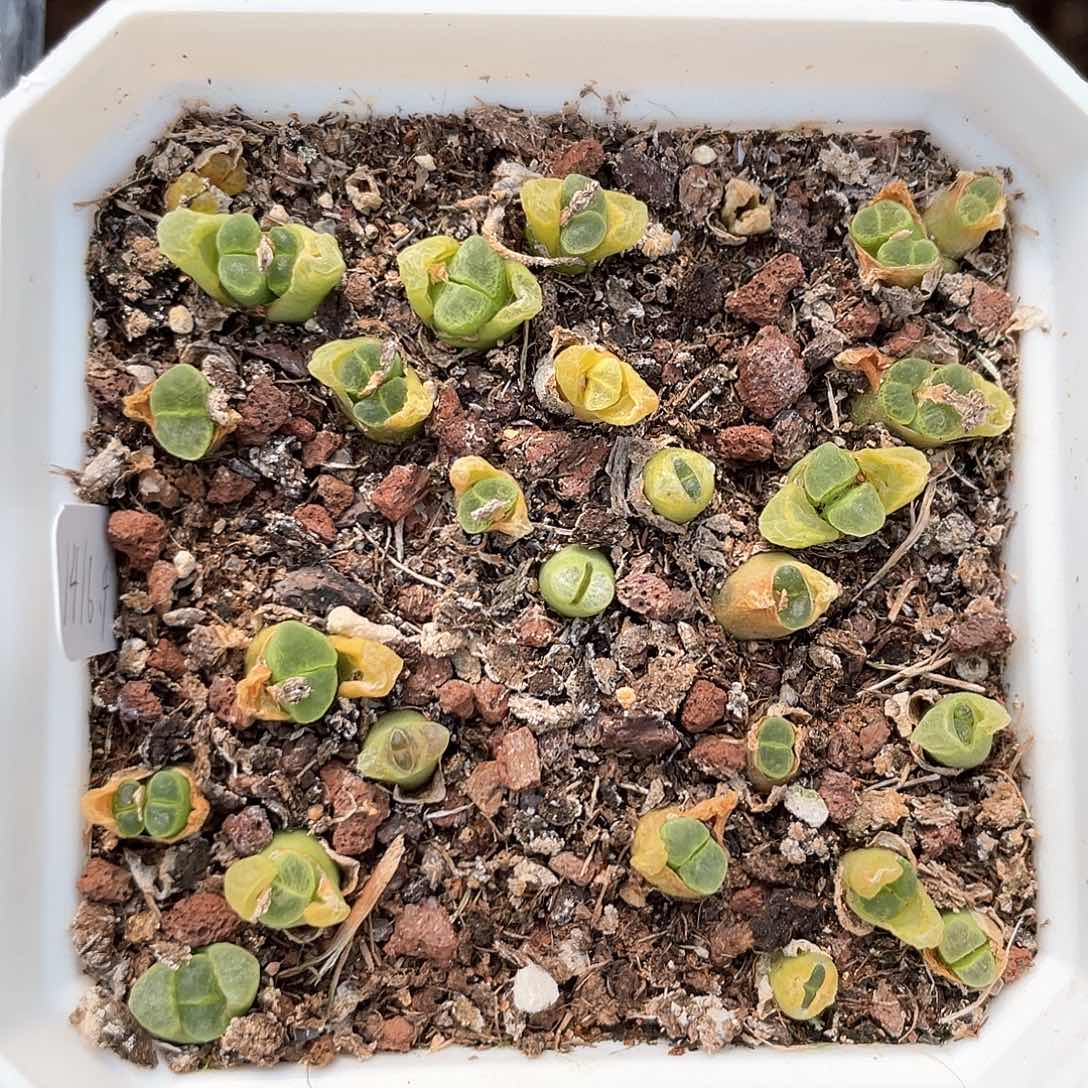 闪购商品脱土发货008