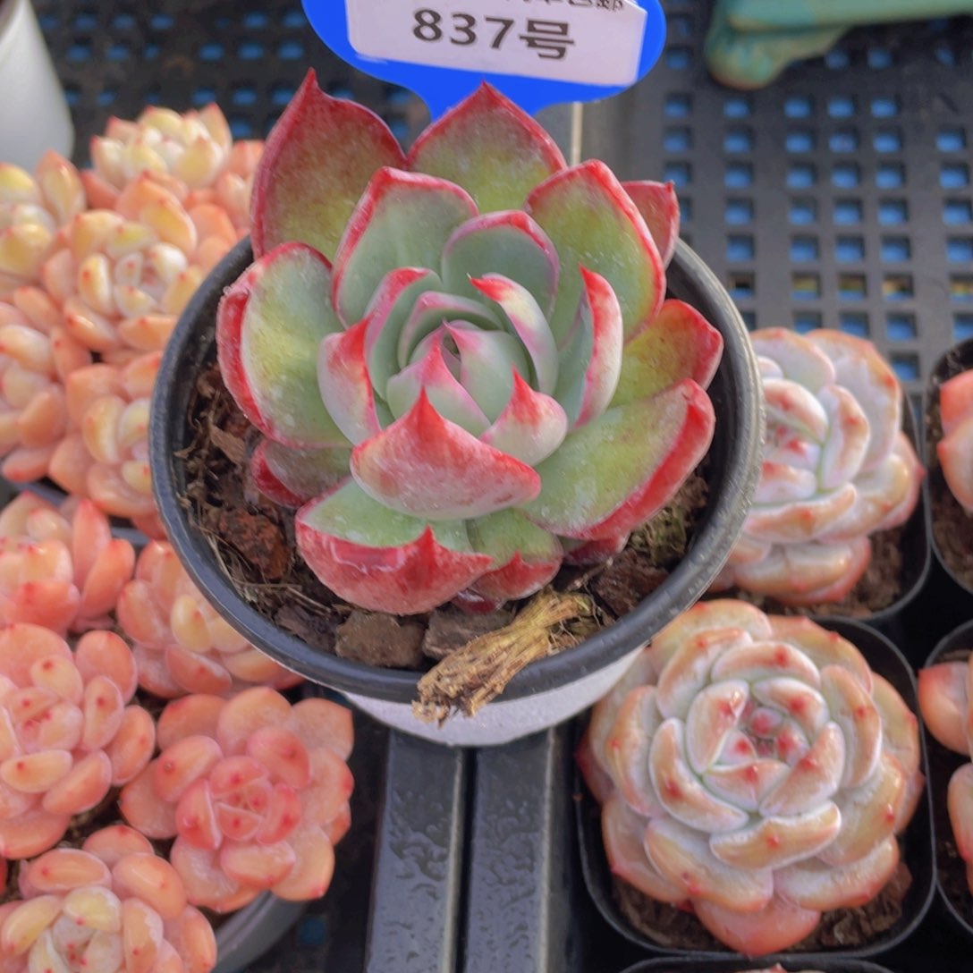 837号宽叶福利惊鸿仙子单头一个