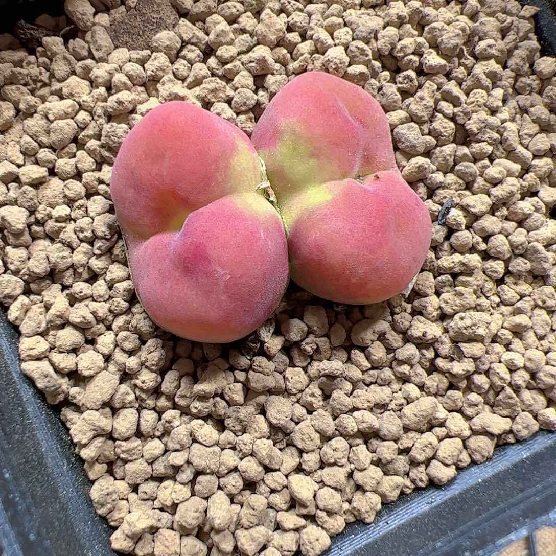 【闪购商品】166 水蜜桃
