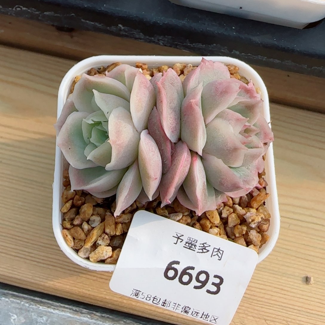 虾饺，6693多肉植物