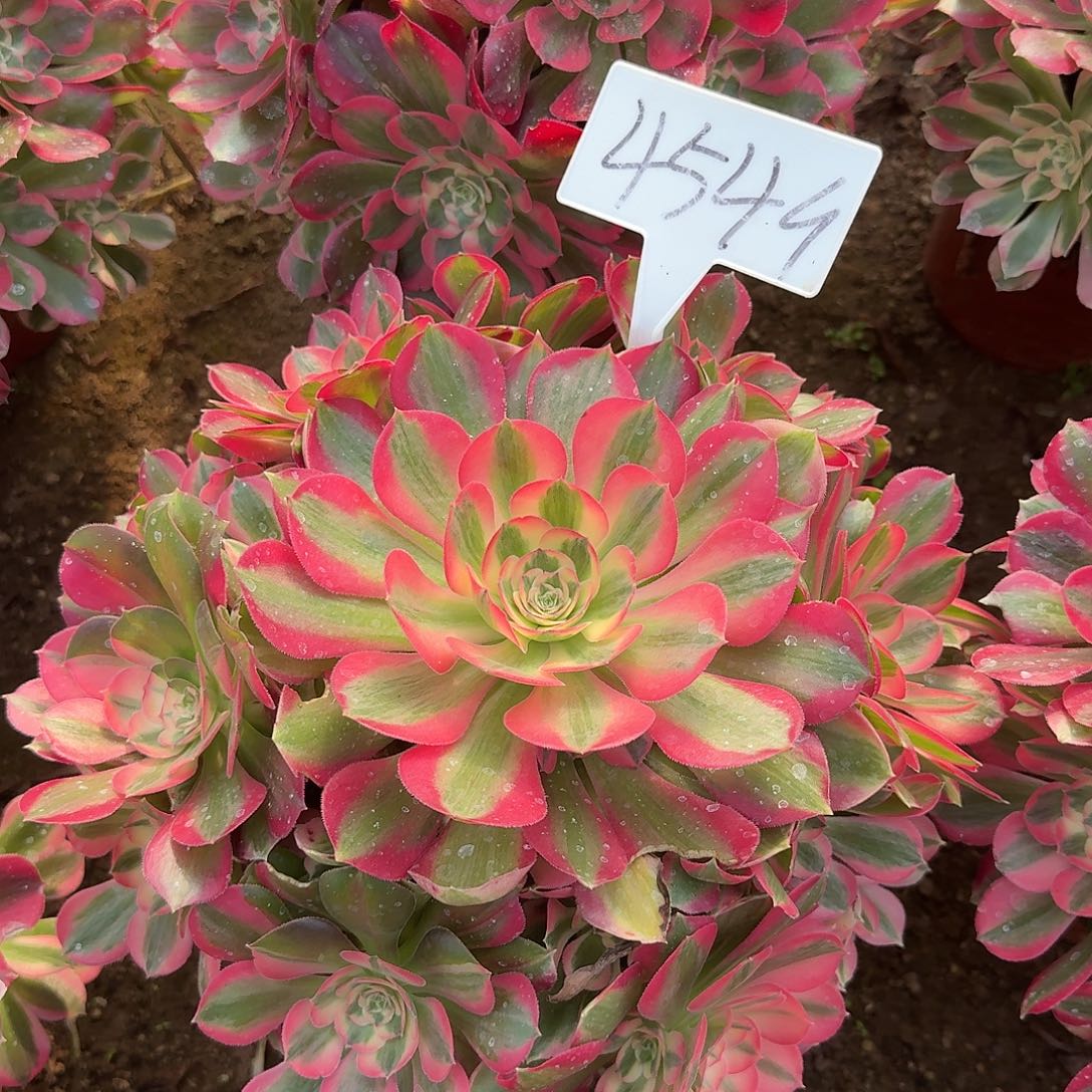 时***妈4549粉女郎多肉法师