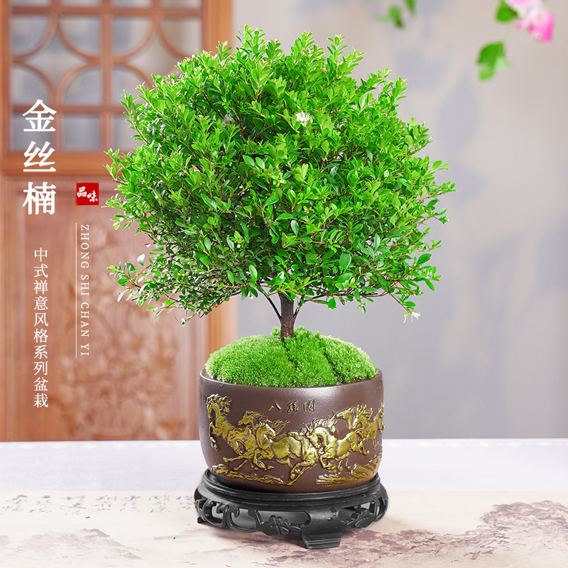 八骏图金丝楠盆栽净化空气观叶小叶赤楠盆栽绿植桌面观景